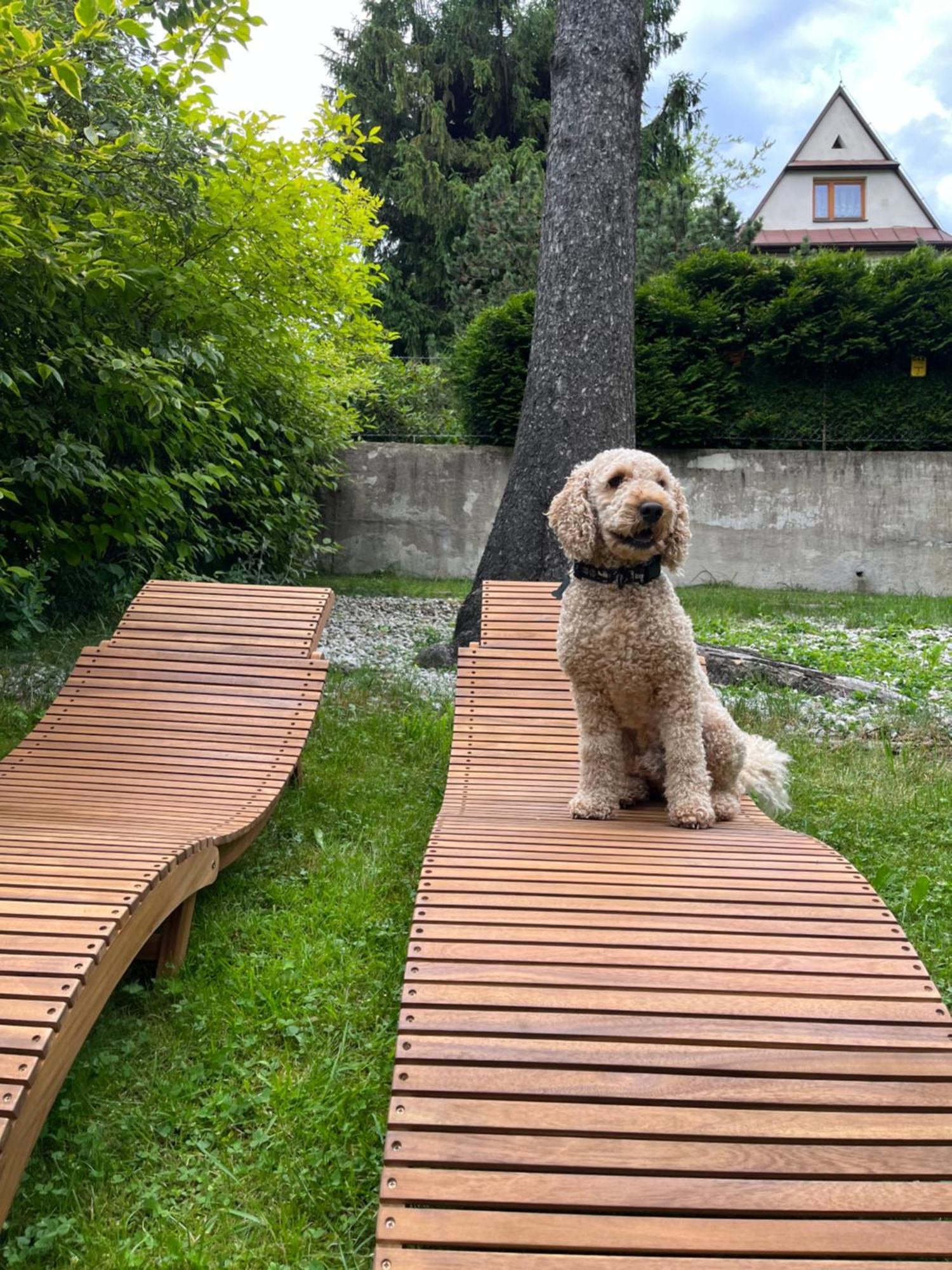 Willa Apart Zakopane Ngoại thất bức ảnh